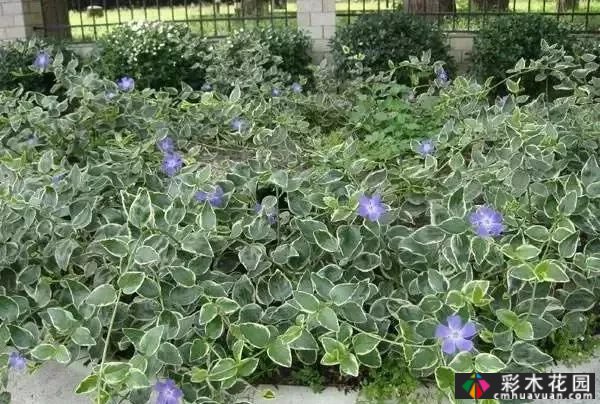 50多种蓝色球根、多年生根和二年生花