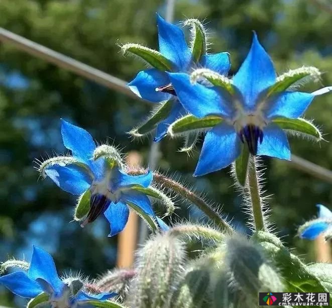 50多种蓝色球根、多年生根和二年生花