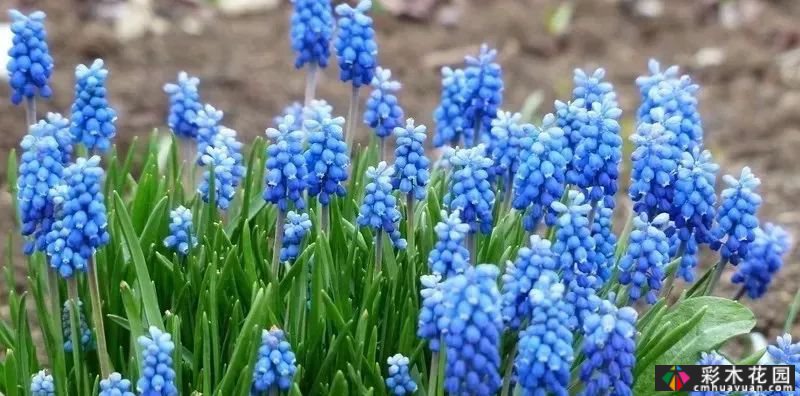 50多种蓝色球根、多年生根和二年生花