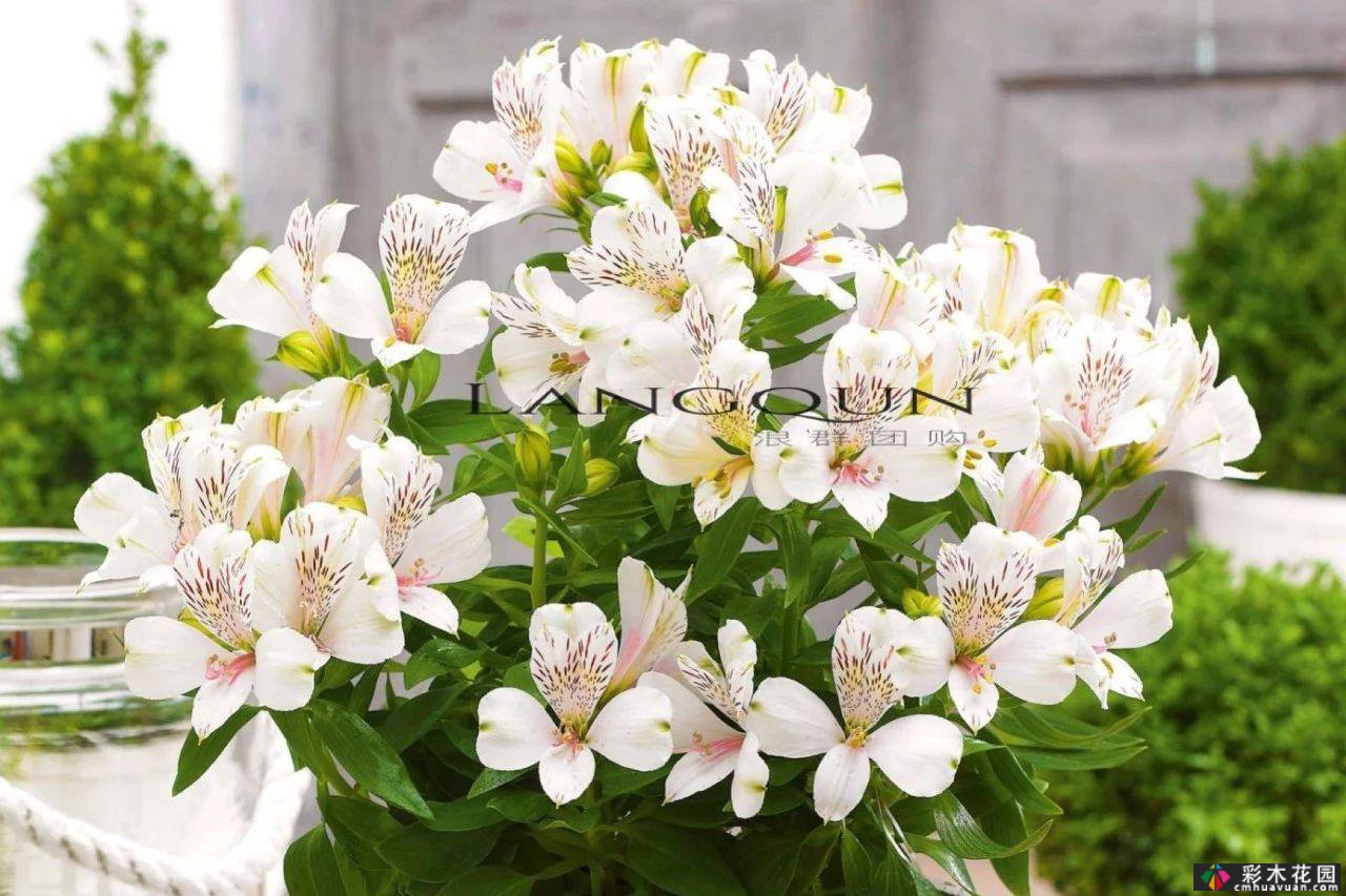 多年生花境是如何形成的?