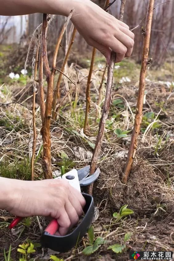 如何修剪多年生草本植物?