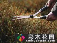 如何修剪多年生草本植物?