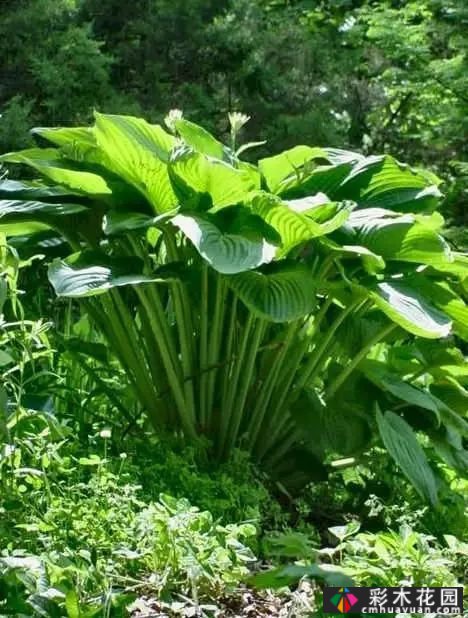 如何修剪多年生草本植物?
