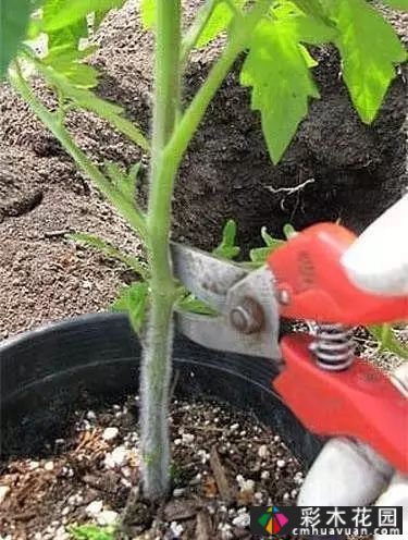 如何修剪多年生草本植物?