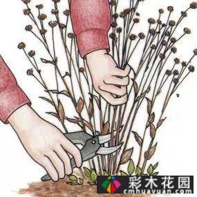 如何修剪多年生草本植物?