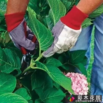 如何修剪多年生草本植物?