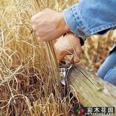 如何修剪多年生草本植物?