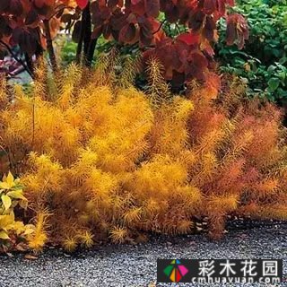 如何修剪多年生草本植物?