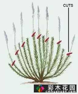 如何修剪多年生草本植物?