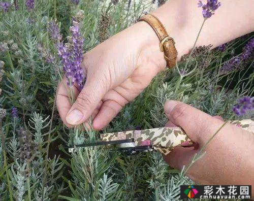 如何修剪多年生草本植物?