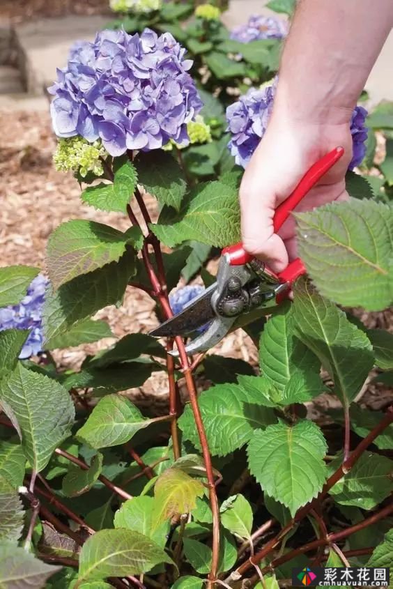 如何修剪多年生草本植物?