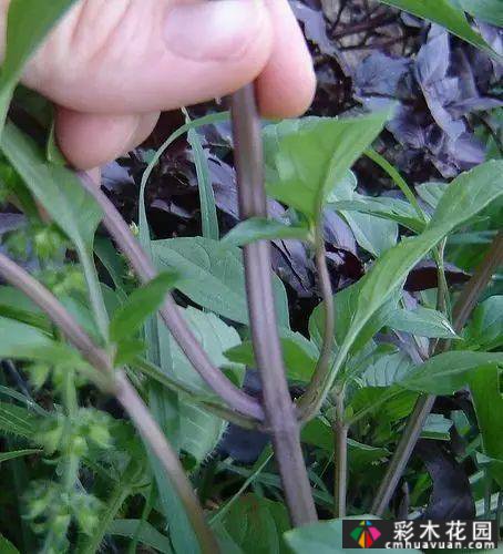 如何修剪多年生草本植物?