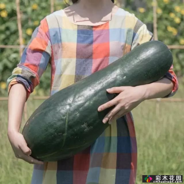 她的家像宫崎骏其人动画一样美丽,这个19岁的女孩改变了仓库平房,三个人和一只狗