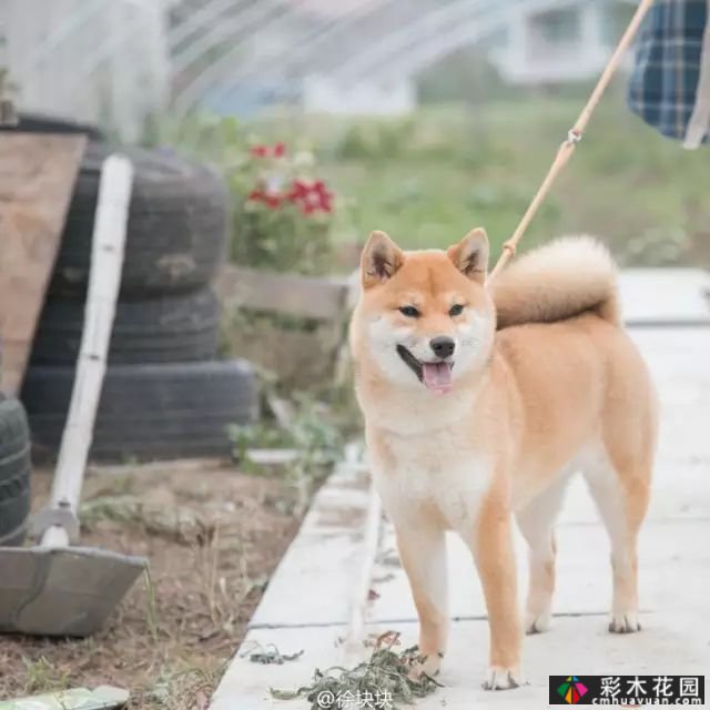 她的家像宫崎骏其人动画一样美丽,这个19岁的女孩改变了仓库平房,三个人和一只狗