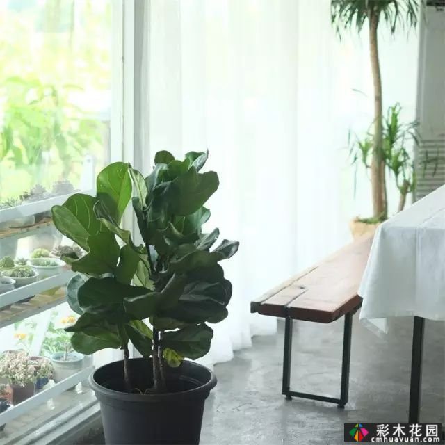 她的家像宫崎骏其人动画一样美丽,这个19岁的女孩改变了仓库平房,三个人和一只狗
