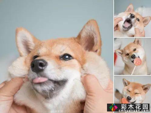 她的家像宫崎骏其人动画一样美丽,这个19岁的女孩改变了仓库平房,三个人和一只狗