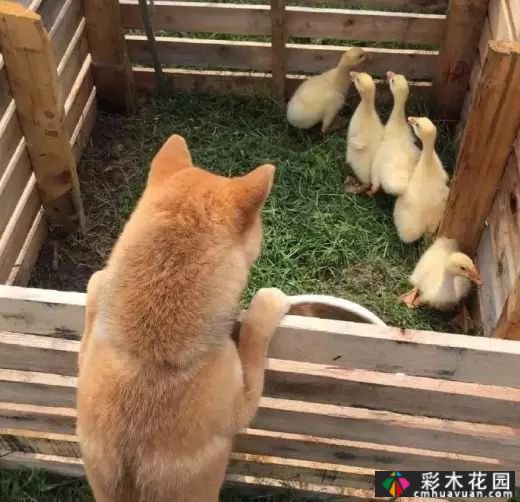 她的家像宫崎骏其人动画一样美丽,这个19岁的女孩改变了仓库平房,三个人和一只狗