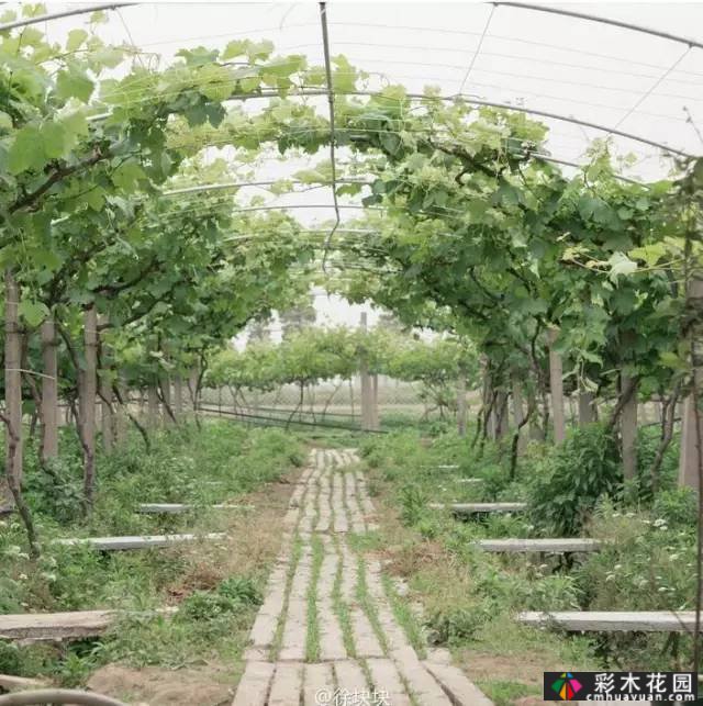 她的家像宫崎骏其人动画一样美丽,这个19岁的女孩改变了仓库平房,三个人和一只狗