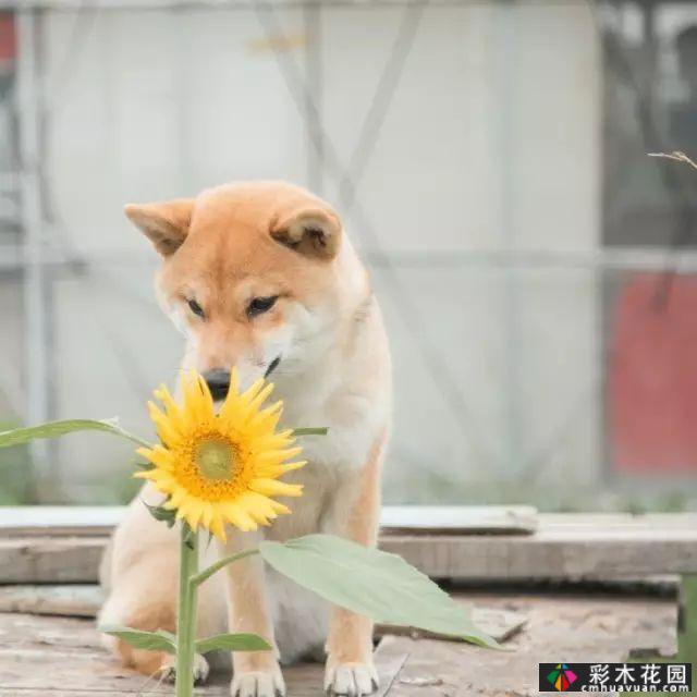 她的家像宫崎骏其人动画一样美丽,这个19岁的女孩改变了仓库平房,三个人和一只狗