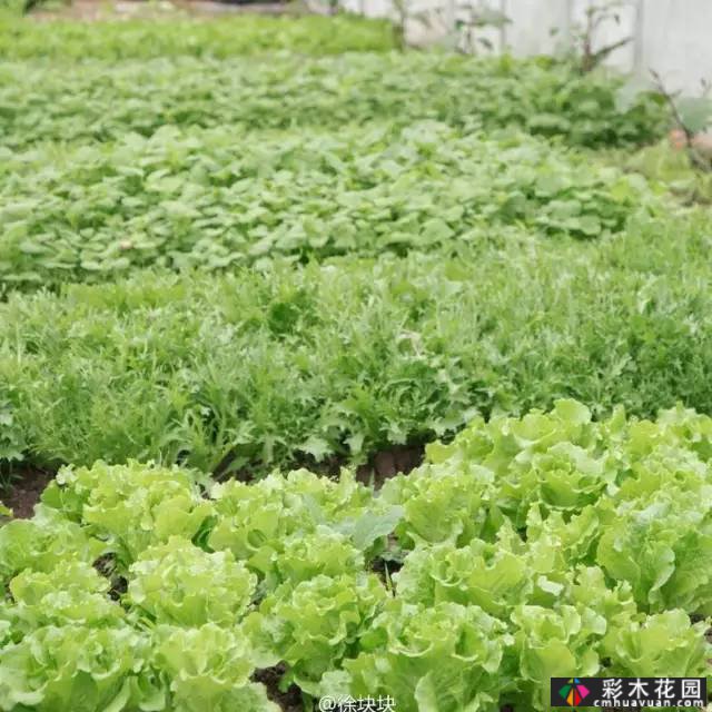 她的家像宫崎骏其人动画一样美丽,这个19岁的女孩改变了仓库平房,三个人和一只狗
