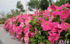 <b>100种常见的花草，请带走
</b>