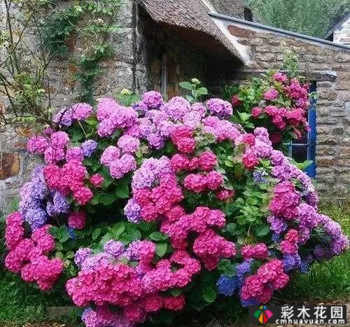 干货|英国现代花境配置分析