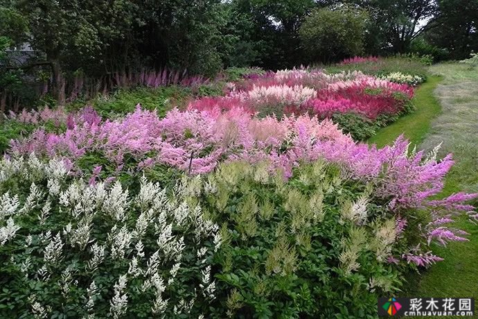 五种半耐荫的多年生花卉适宜在树下、角落和路旁种植
