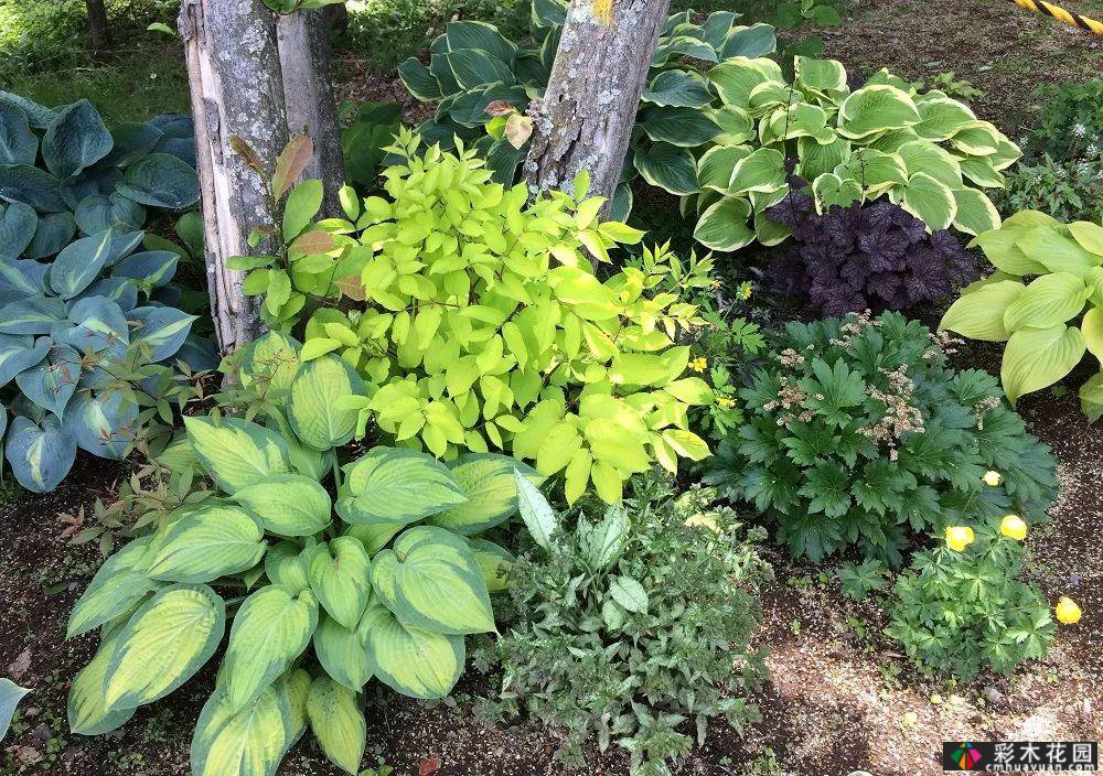 五种半耐荫的多年生花卉适宜在树下、角落和路旁种植