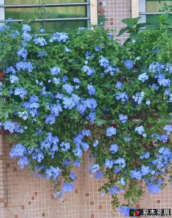五种半耐荫的多年生花卉适宜在树下、角落和路旁种植