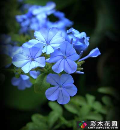 五种半耐荫的多年生花卉适宜在树下、角落和路旁种植