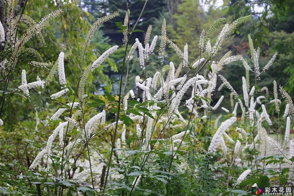 五种半耐荫的多年生花卉适宜在树下、角落和路旁种植