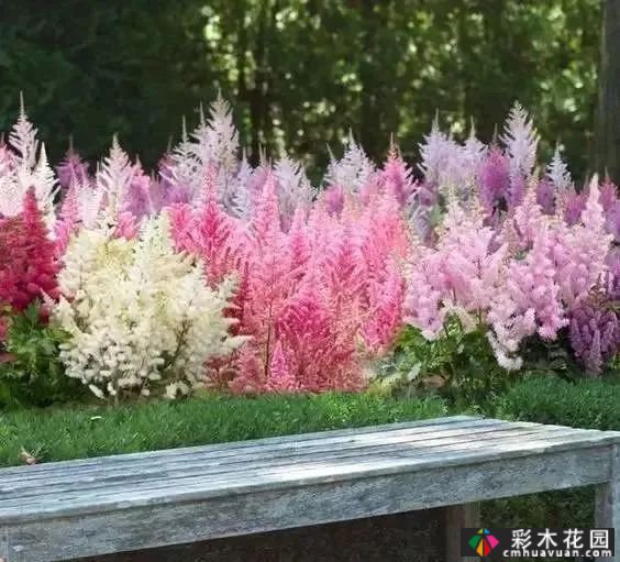 五种半耐荫的多年生花卉适宜在树下、角落和路旁种植