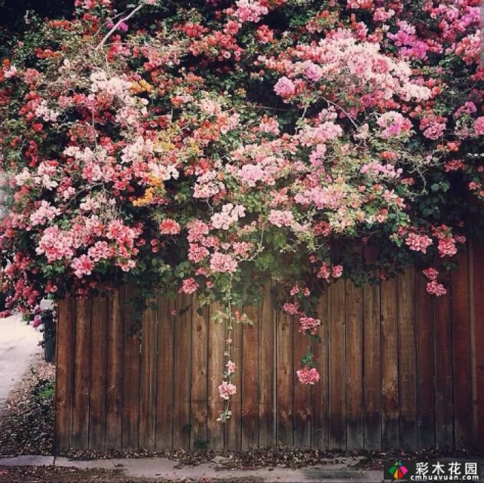 墙上的植物，整个花园