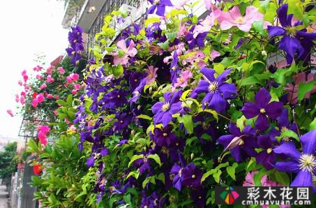 墙上的植物，整个花园