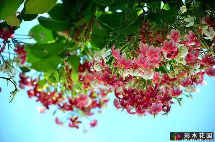 墙上的植物，整个花园