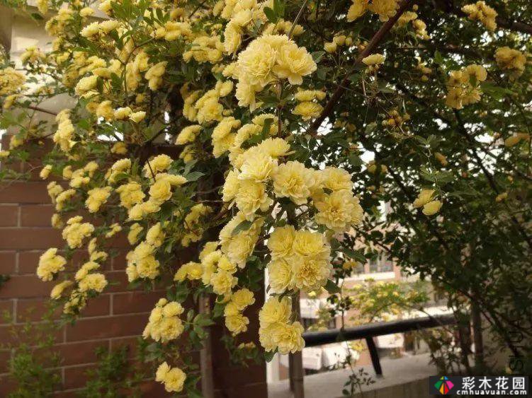 墙上的植物，整个花园