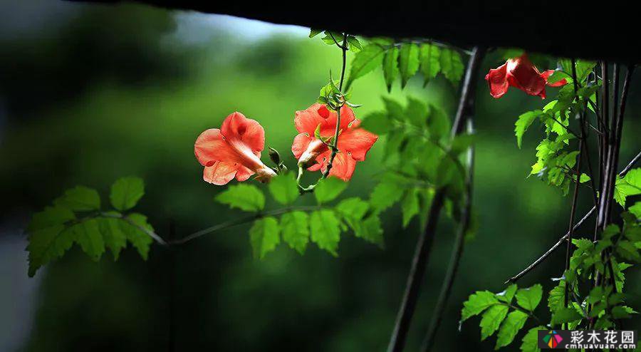 墙上的植物，整个花园
