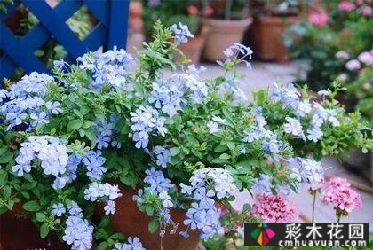 墙上的植物，整个花园