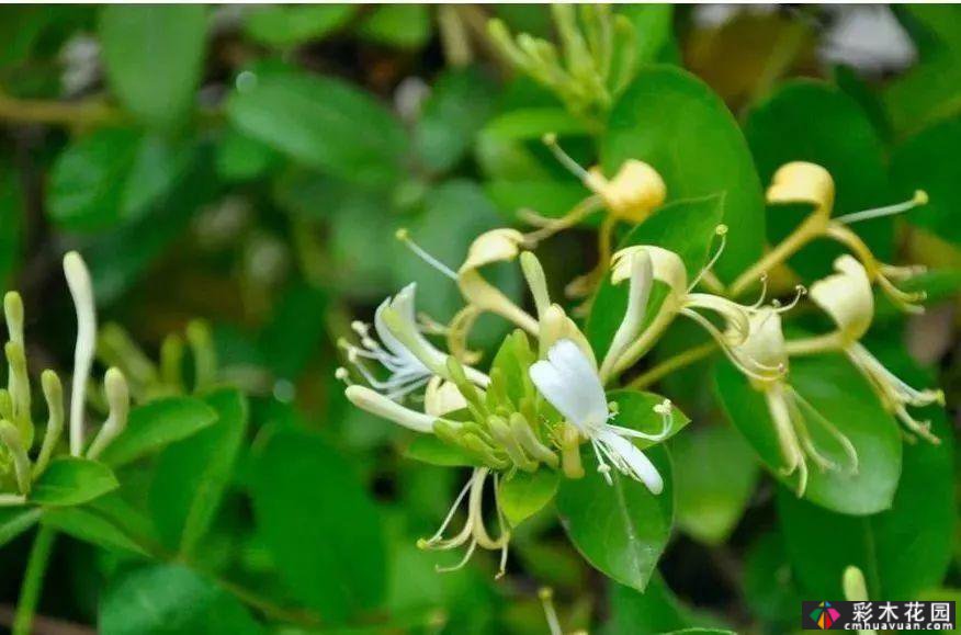 墙上的植物，整个花园