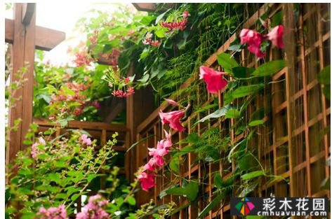墙上的植物，整个花园