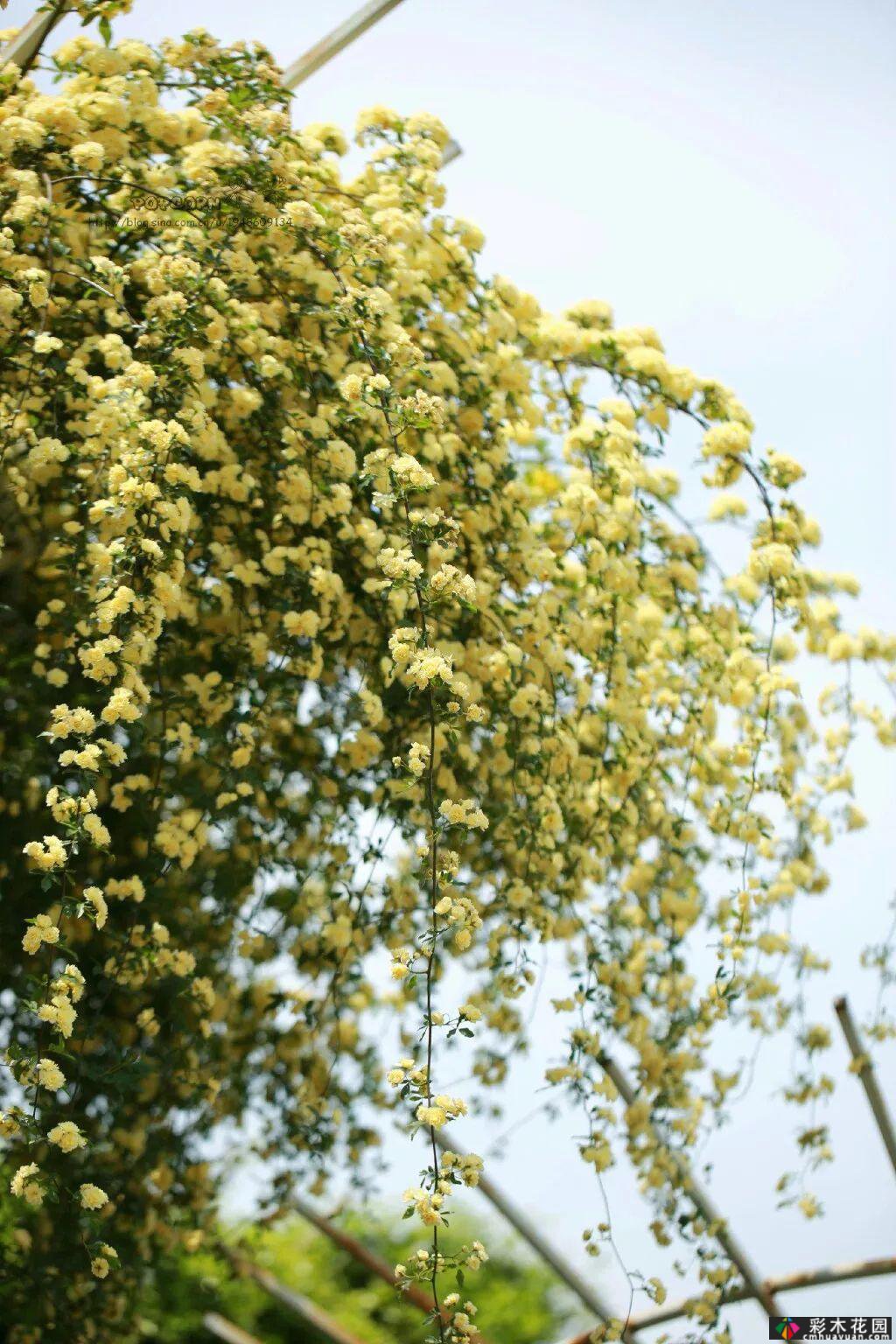 墙上的植物，整个花园