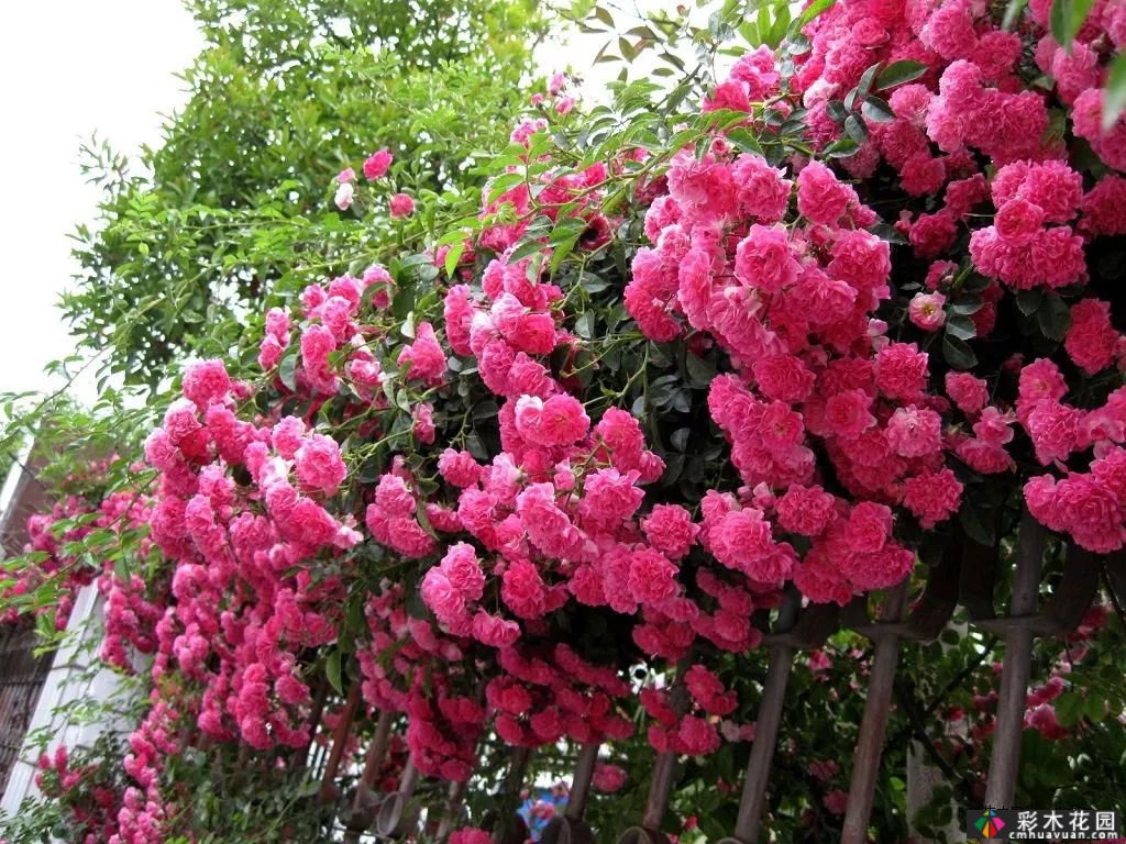 墙上的植物，整个花园