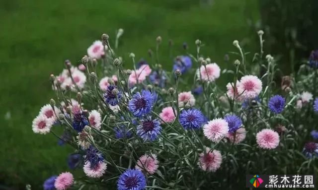 常见草本花卉种子的播种与养护管理