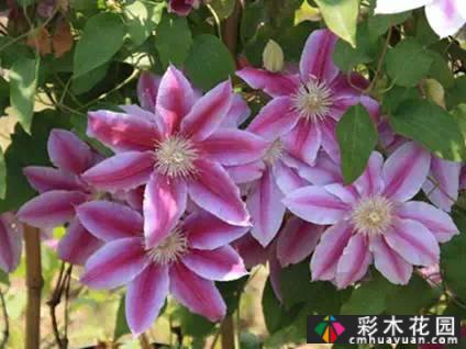 一花一树|莲花皇后铁线莲