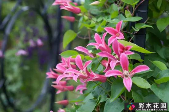 一花一树|莲花皇后铁线莲