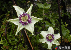 <b>一花一树|莲花皇后铁线莲</b>