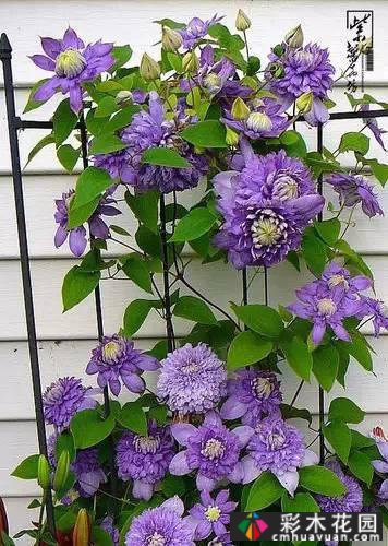 一花一树|莲花皇后铁线莲