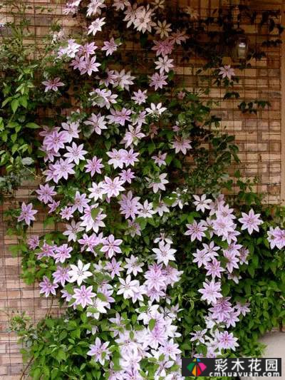 一花一树|莲花皇后铁线莲