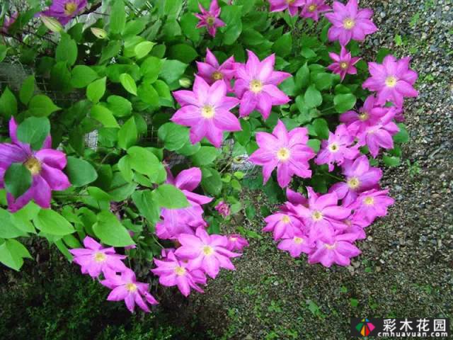 一花一树|莲花皇后铁线莲