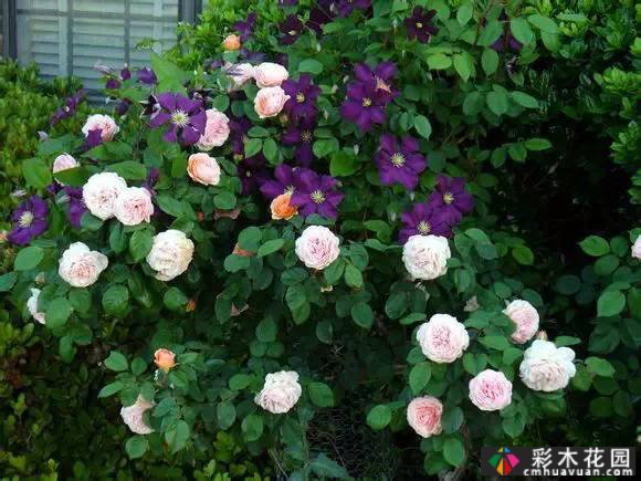 一花一树|莲花皇后铁线莲